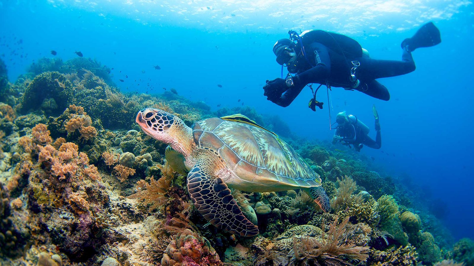 Turttle - Diving in Bunaken
